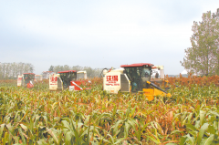 新蔡：高粱红满天 机械收割忙