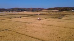 通化：机械化护航秋收粮食出产提质增效